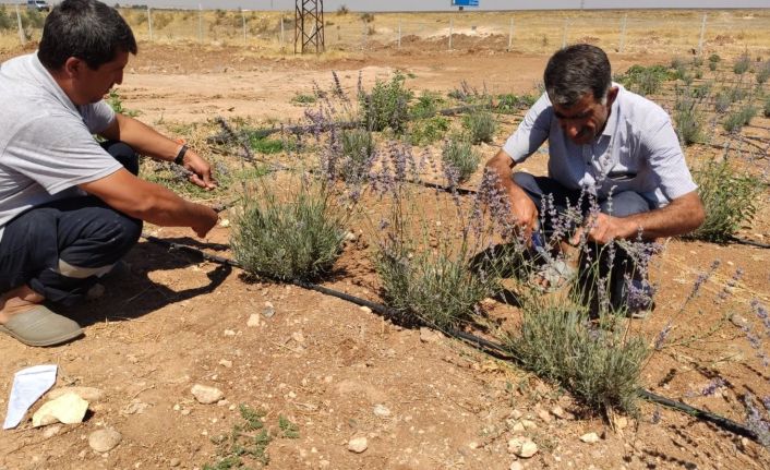 Daha önce terörle anılan topraklarda artık lavanta kokusu yükseliyor