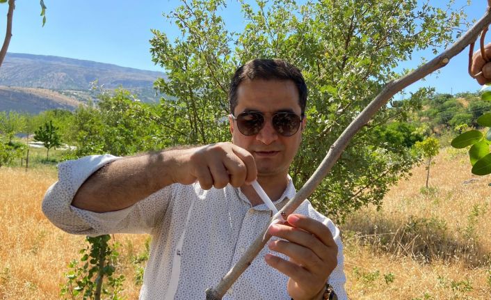 Dev tarımsal kalkınma projesi hayata geçiyor, Çemişgezek fıstık üretim merkezine dönüşüyor