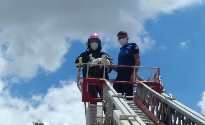 Direkte mahsur kalan leyleği itfaiye kurtardı