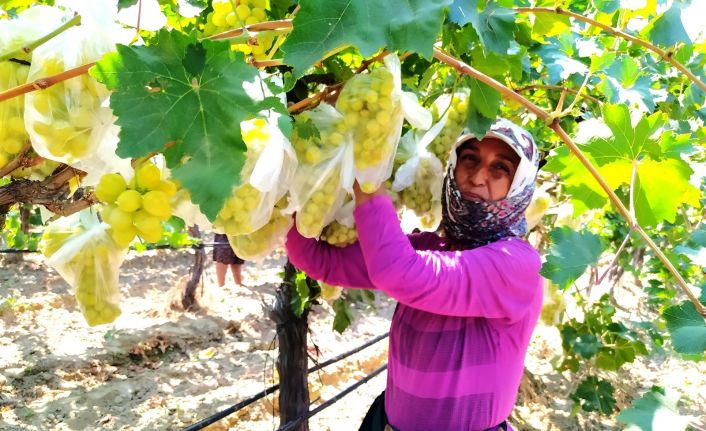 Dünyaca ünlü üzümleri korumak için 4 bin salkımı çöp poşetleriyle kapladı