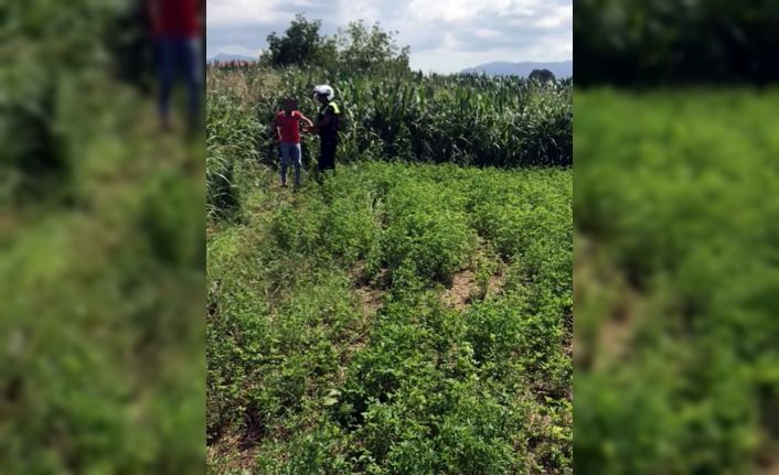 Ehliyetsiz sürücünün polisten kaçışı mısır tarlasında son buldu