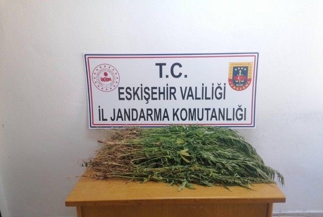 Ekili vaziyette bin 100 kök kenevir ele geçirildi