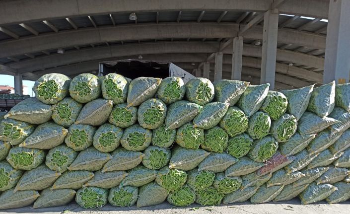 Fasulye fiyatı ile hem üreticisinin hem de esnafın yüzünü güldürmeye başladı