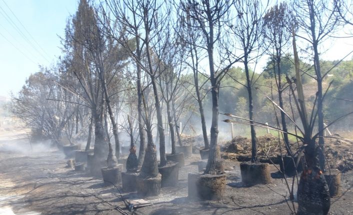Fidanlıkta yangın paniği