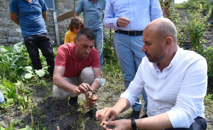 Fındığa alternatif salep: 1 m2 salep 1 dönüm fındığa eş değer