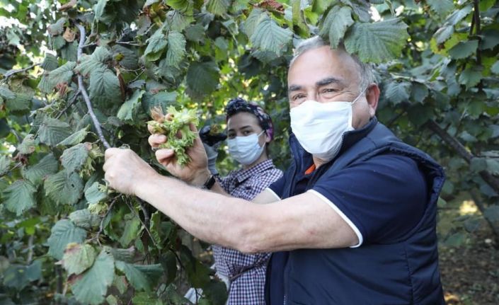 Fındık bu yıl da dalda kalmayacak