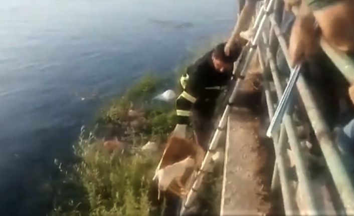 Fırat Nehri’ne düşen kedi meyve kasasıyla kurtarıldı