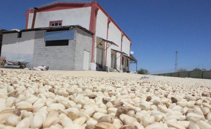 Fıstıklar ayıklanmaya başlandı