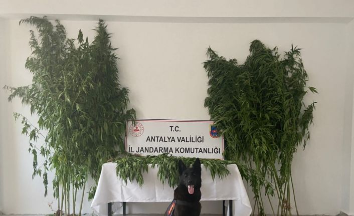 Gazipaşa’da uyuşturucu operasyonu: 1 gözaltı