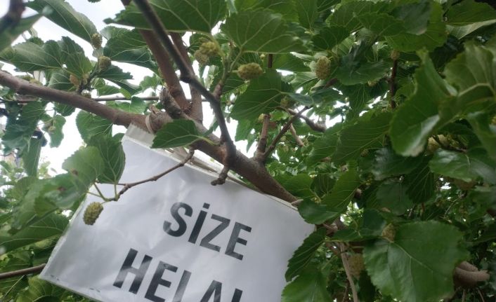 Görenler rahatça dut yiyebilsin diye ağacına ’size helal’ yazısı astı