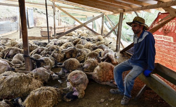 Gümüşhane’de ağıla giren kurtlar 103 koyunu telef etti, 43 koyunu yaraladı