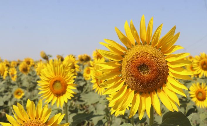 Gündöndüler Tekirdağ’ı sarıya boyadı