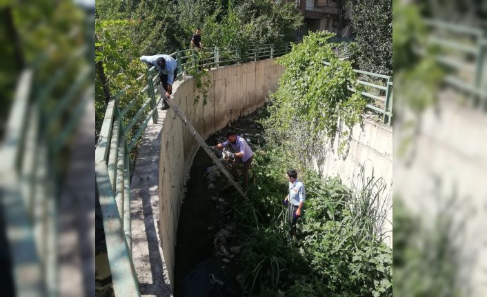 Hakkari’de dere yatağına düşen kedi kurtarıldı