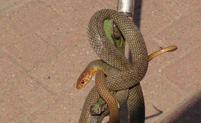 İş yeri sahibi deprem oluyor zannetti, gördüğü manzara dehşete düşürdü