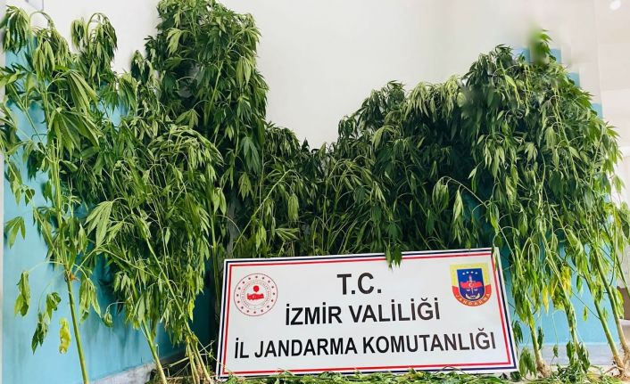 İzmir’de jandarmadan uyuşturucu baskınları: 12 gözaltı
