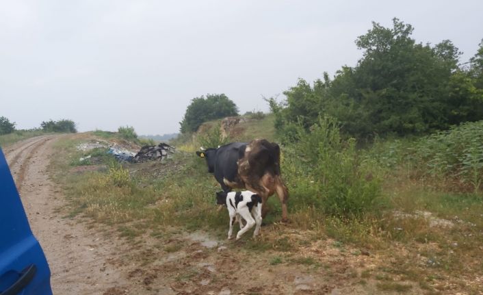 Jandarma ekipleri buldukları gebe ineği görünce şaşırdılar
