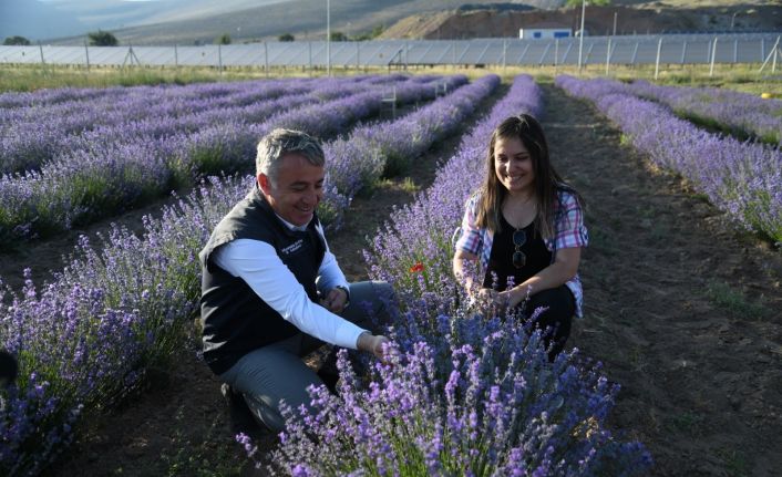 Kadın çiftçi kurduğu lavanta bahçesinde kendi markasını oluşturmayı hedefliyor