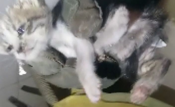 Kediyi ölmekten itfaiye ekipleri kurtardı