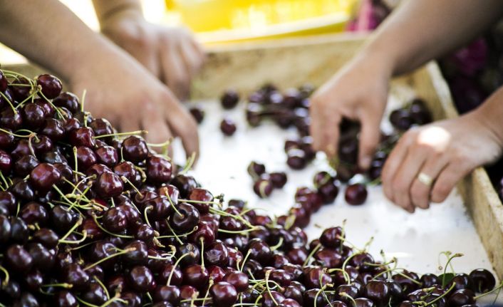 Kemalpaşa’da kiraz ve yaş meyve sebze ihracatına inspektör desteği