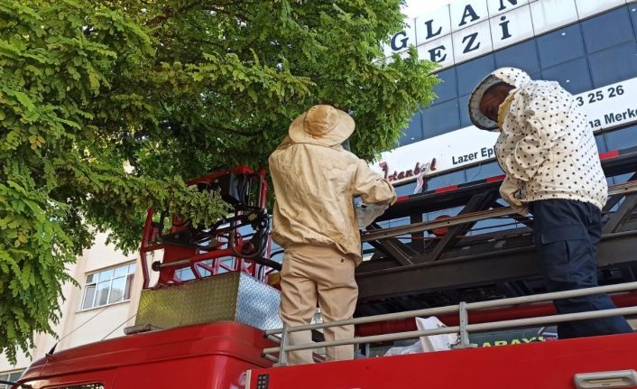 Kent merkezindeki ağaca oğul veren arılara itfaiye müdahale etti