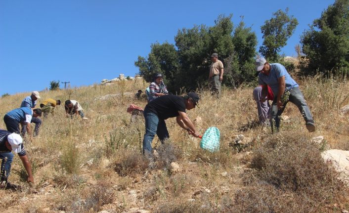 Kilis’te kekik hasadı başladı