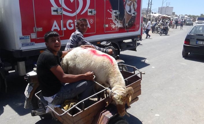 Kilis’te kurbanlıklar motosikletle taşınıyor