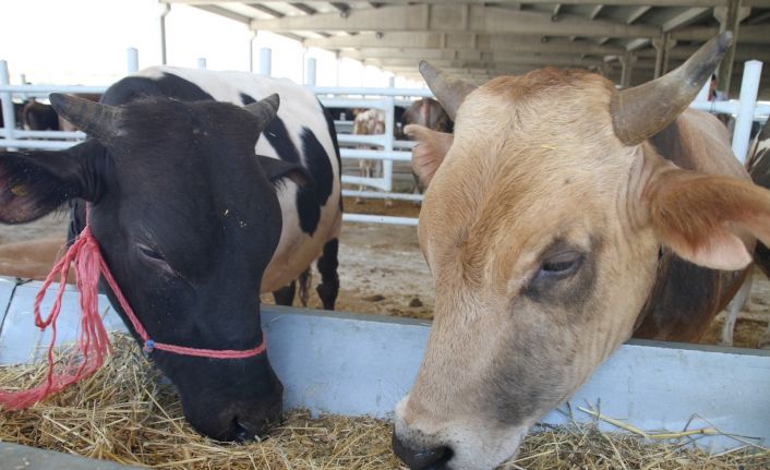 Kırıkkale’de hayvancılığa yüzde 50 hibe desteği
