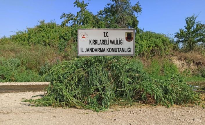 Kırklareli’nde ayçiçeği tarlalarında 371 kök Hint keneviri ele geçirildi