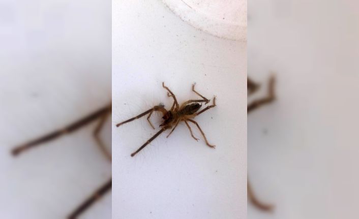 Konya’da bir evde ortaya çıkan “et yiyen örümcek” paniğe neden oldu