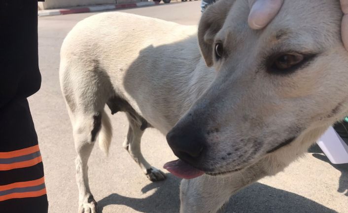 Köpeğe eziyeti kayda alıp şahsı polise teslim ettiler