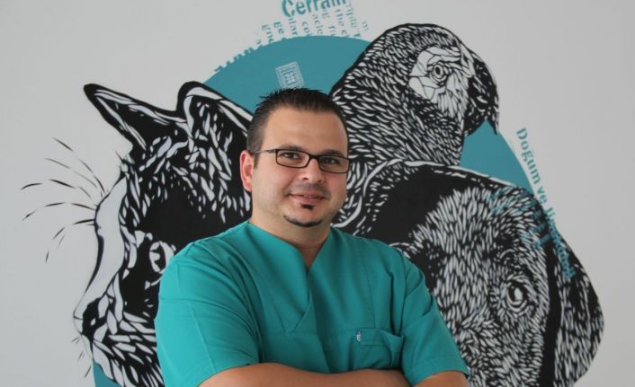 Köpeğinizin geleceğini tehdit eden risk: Meme tümörleri