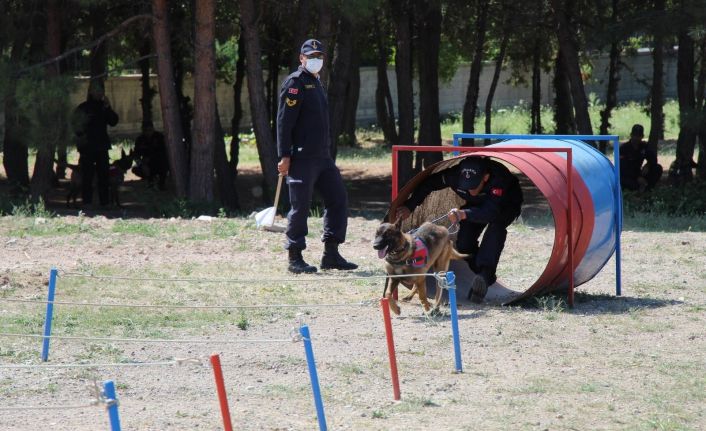 Köpek ve kullanıcılarının yarışı nefesleri kesti