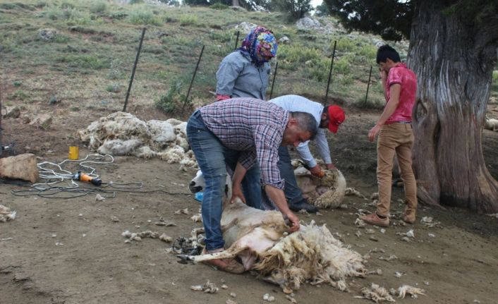 Kötekli Yörüklerinin koyun kırkması şölenle başladı