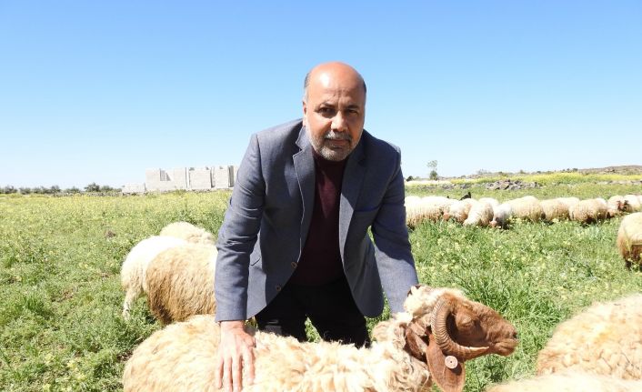 Koyun Keçi Yetiştiricileri Birliği Başkanı’ndan zincir marketlere kurbanlık fiyat tepkisi