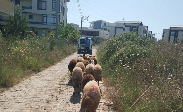 Koyunları kaybolan çiftçinin yardımına Gemlik zabıtası koştu