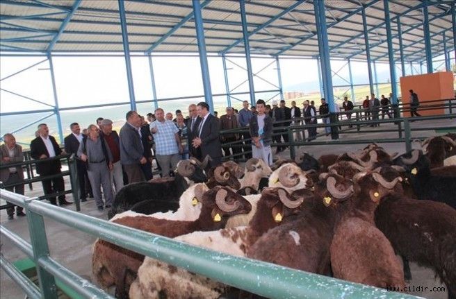 Küçükbaş kurbanlıklara yoğun ilgi