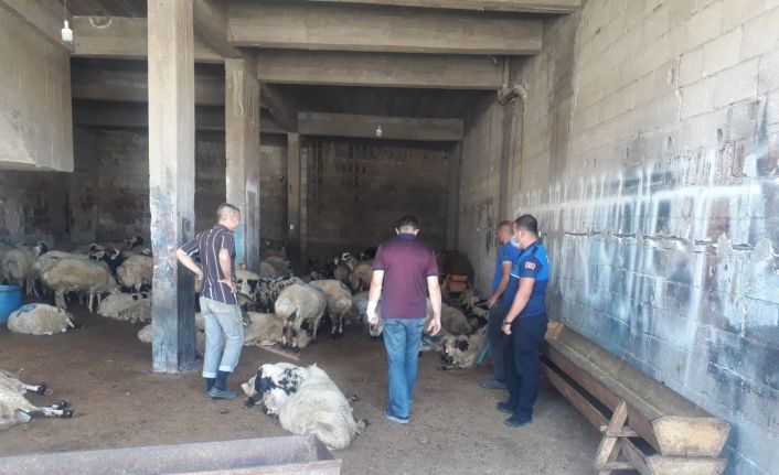 Kurban satış yerleri denetleniyor