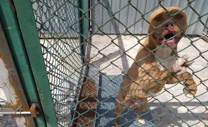 Kütahya’da yasaklı, tehlike arz eden köpek gezdiren şahsın köpeğine el konuldu
