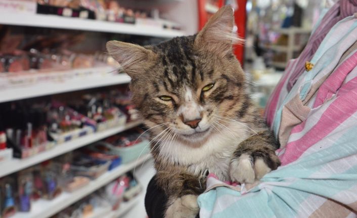 Mahallenin maskotu kedi iyileşerek sağlığına kavuştu