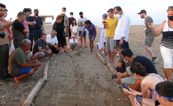 Manavgat’ta sezonun ilk Caretta Caretta yavruları denizle buluştu