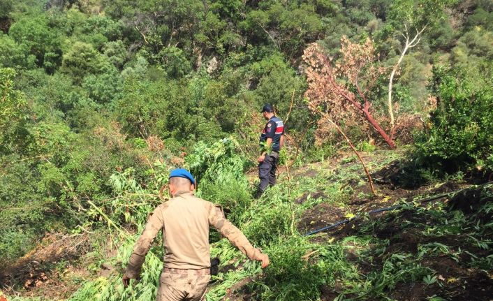 Manisa’da 10 bin 500 kök kenevir ele geçirildi