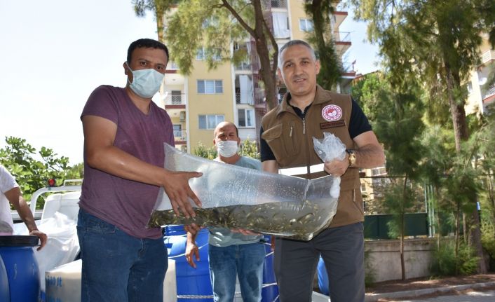 Manisa’da 694 bin adet pullu sazan yavrusu baraj gölü, göl ve gölete bırakılıyor