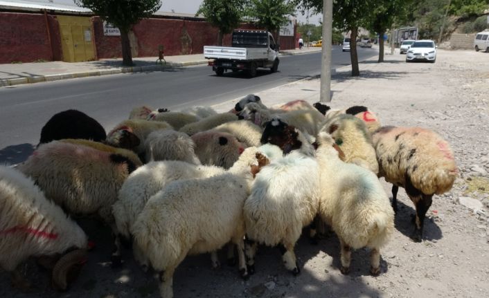Mardin’de kurbanlık satışları başladı