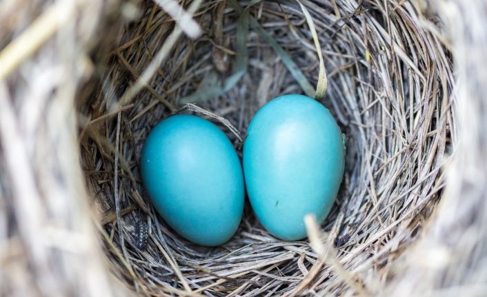 “Mavi yumurtanın içinden sağlık iksiri çıktı”