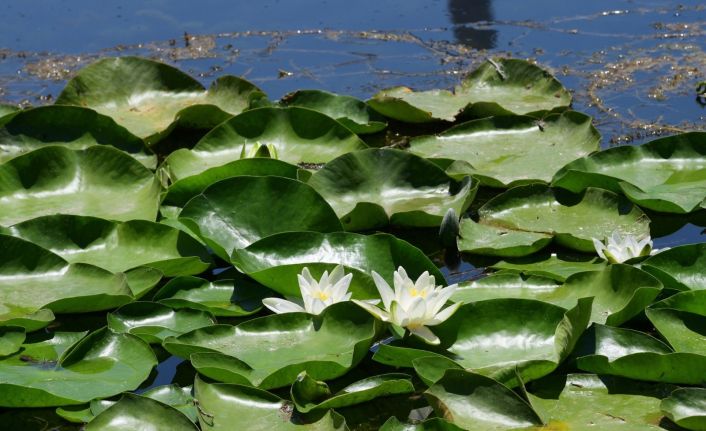 Nilüfer çiçekleri kurtarıldı