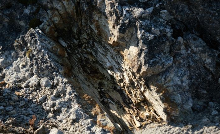 (Özel) 25 milyon yıllık fosil ağaç ormanı ilgi bekliyor