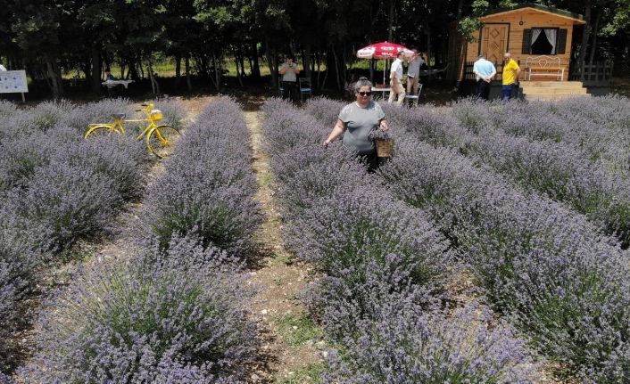(Özel) Arkadaşının önerisiyle başladığı lavanta üretiminde günlük 100’ü aşkın misafiri ağırlıyor
