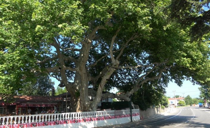 (Özel) İki imparatorluk battı, o çınar ağacı hala dimdik ayakta