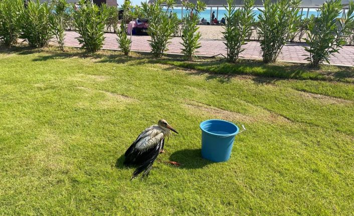 (ÖZEL) Serinlemek için kimyasal atık yağa giren bir leylek yavrusu daha kurtarıldı
