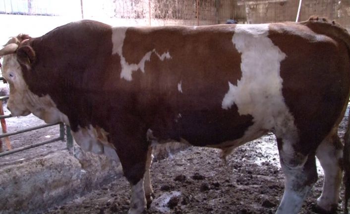 (Özel) Tuzla’daki kurban pazarının gözdesi 1.5 tonluk ’Minik’ alıcısını bekliyor